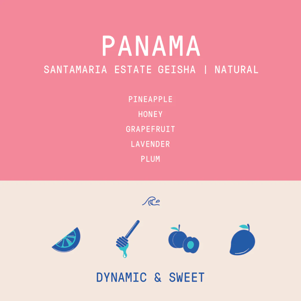 Panama - Santamaria Estate Geisha | Natural - 100g - Archived - Image 2