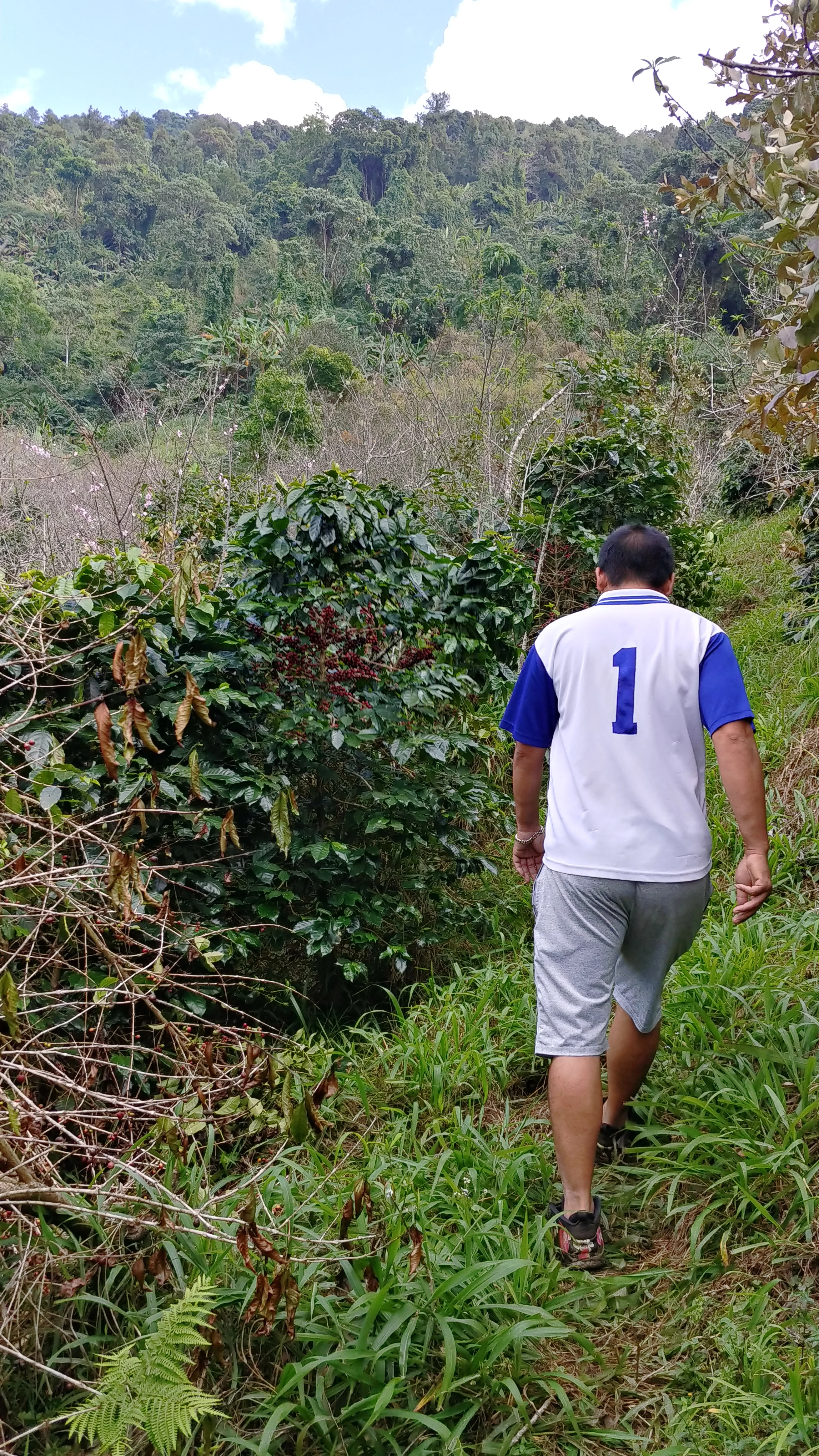 Thailand - Karen Farm | Natural - Archived - Image 3