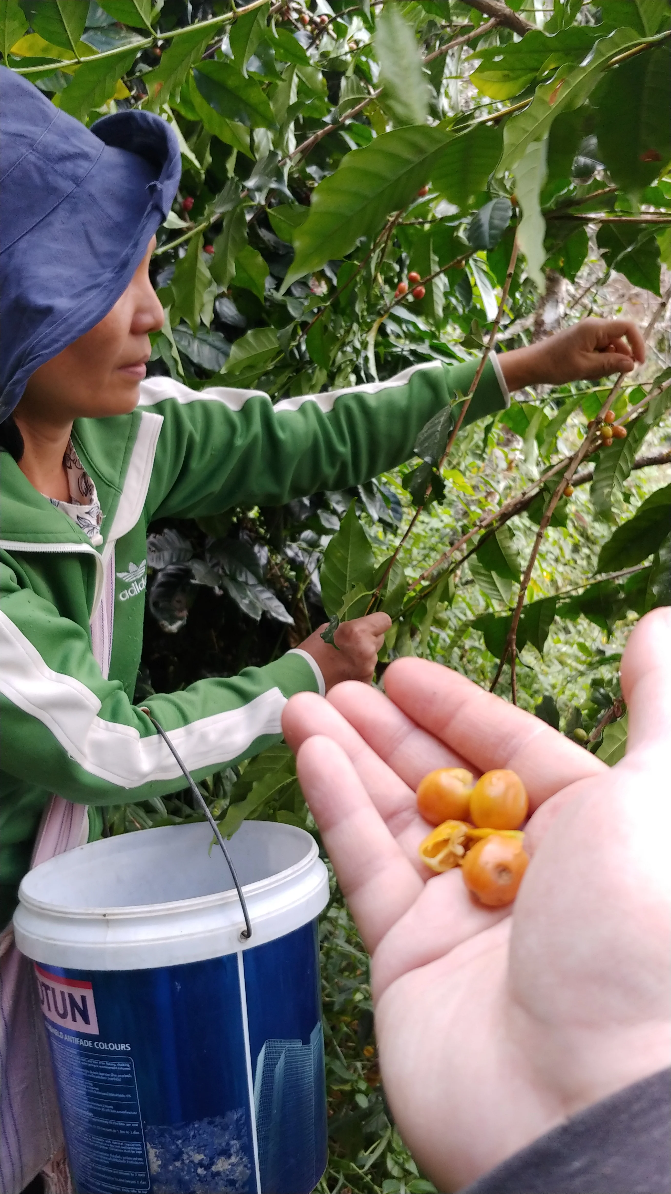 Thailand - Karen Farm | Natural - Archived - Image 6